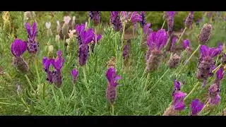Beautiful Lavender and Protea Plants | Our Visit To Beautiful Island Of Maui Hawaii