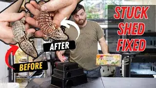 STOP Shedding Problems Naturally | DIY Tegu Sauna
