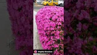 Beautiful Pink Flowers in Bunch. Jersey City. Nature's Beauty. Garden State New Jersey