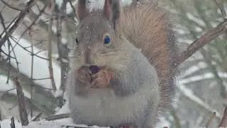 Зимние беличьи гулянья / Winter squirrel festivities #squirrel 