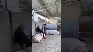 Only fun #animal #pig #piggy #cute #shortvideo #shorts #pigshorts