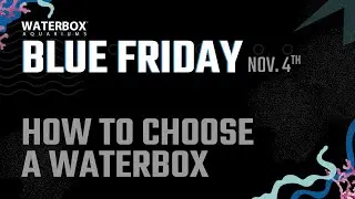 Choosing Your Next Waterbox Aquarium.