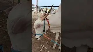 Khillar bull #cow #bullfarm #bailgadasharyat #sharyat #bull #khillar #animals