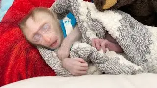 Baby Monkey Tauch Very Soundly Asleep On Hammock