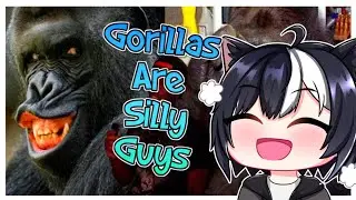 Gorrilas are just silly guys || Casual Geographic Reaction