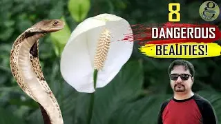 8 Poisonous House Plants That Are Dangerous for Children and Pets