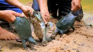 Catch and Cook Turtle Soup eating delicious in the Forest