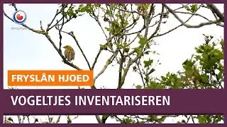 REPO: Vogeltjes in houtwallen inventariseren met je oren.