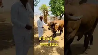 Top Gir Bull Of B K Aheer #gircow #girbull #bull #shorts #shortsvideo #trendingshorts #india #dairy