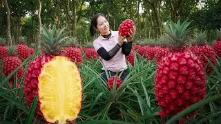 TIME LAPSE-Harvesting 1000+Kg Giant Wild Red Pineapple Goes To Market Sell | Han Harvesting