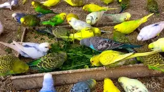 Budgies eating natural food video | Beautiful Budgies parakeets video
