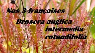 Comprendre et réussir ces 3 petites drosera si facile dans votre jardin.