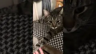 Испачкала мама шерстку #cat #веселыекоты #кот #юмор