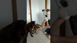 The Doodleking! Starring: Penny & Piper