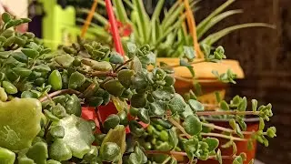 Benefits of Misting plants || Plantsworld