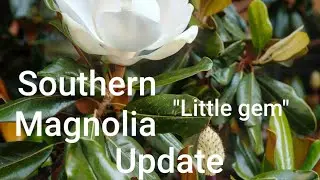 Southern Magnolia 