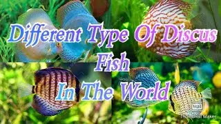 Types Of Discus Fish