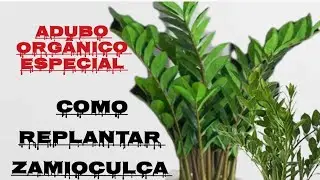Replante de zamioculca da maneira certa 