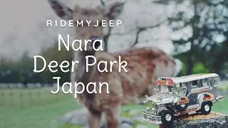 Japan Trip - Day 3 - Nara and Osaka