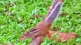 Indian palm squirrel / Three-striped palm squirrel (Funambulus Palmarum)
