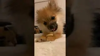 ASMR Of My Pomeranian Puppy Eating A Rawhide Treat :)