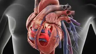 How Blood Flows Inside the Human Heart | Realistic 3D Anatomy Animatio