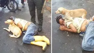 Er lag bewusstlos auf der Strasse! Wie sein Hund darauf reagierte macht uns sprachlos!