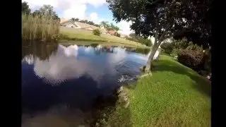 Bass and snakehead smashing Koppers frog