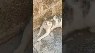 #sweetheart❤️... #animalloverworld😻😻