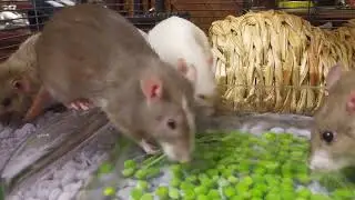 Pea fishing ratties