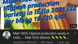 Mali-1920.Highest production variety in India.Mali 1920 (Maize) 🌽🌽🌽🌽🌽🌽🌽🌽🌽@mustafizurrahman7502