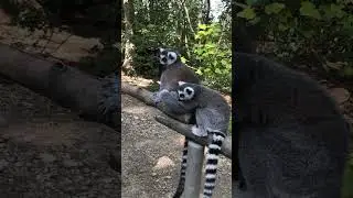 #Affenwald
