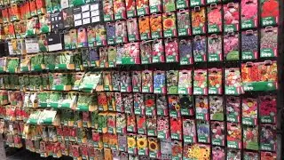 Nursery flower plants price | Seeds | B&Q Garden Centre | Part 3 | London