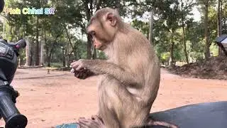 Monkey ride motorcycle 
