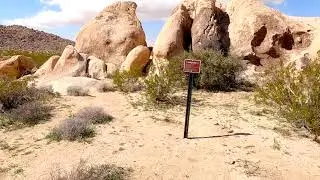 Backpacking Joshua Tree : Boyscout Trail