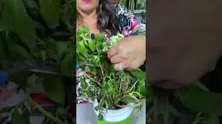 Truco Para Florecer Rapidamente Hortensias #hortensias