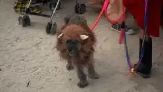 Fantasy Fest 2015 Pet Masquerade Key West 10/29/2015