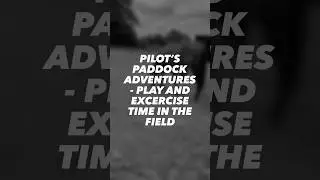 Pilot&rsquo;s Paddock Adventures - some play time and exercise on the field