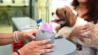Furends Pet Studio | Dog Boarding