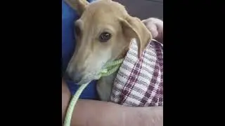Triggering Content: Puppy Left Physically & Emotionally Haunted After Sexual Assault
