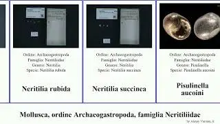 Mollusca, ordine Archaeogastropoda, famiglia Neritiliidae fragilis pulchella Neritilia rubida