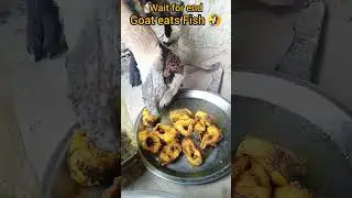 Goat 🐐 eats Fish || Funny Moments #goat #fish #eating #viral #shorts