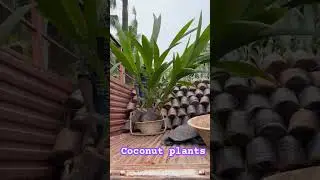 #coconutplantation #coconutplant #karnataka #mgd #cod #hybridcoconutvariety #hybridcoconut