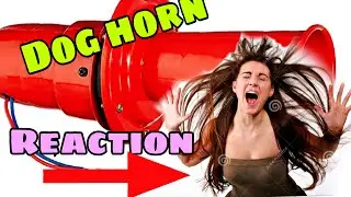 Dog Horn in scooty part2!! Dog Horn public Reaction😂