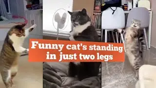Funny cat's standing in just two legs🤣🤣🤣