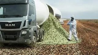 Они Выпустили Сотни Солдат Ос на Остров, Заполненный Насекомыми, Чтобы Посмотреть, Что Произойдет