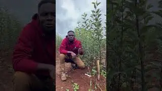 Kilimo cha apple 🍎🇹🇿🍏