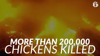 More than 200,000 chickens perish in fire at New Jersey farm