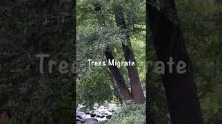 Climate Change Effects Trees Migration #commonground #consequences #nature #treeshorts #btsarmy