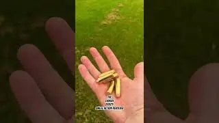 The ULTIMATE Taurus revolver⁉️💥#new #reels #shortsfeed #youtubeshorts #shortsviral #viral #taurus